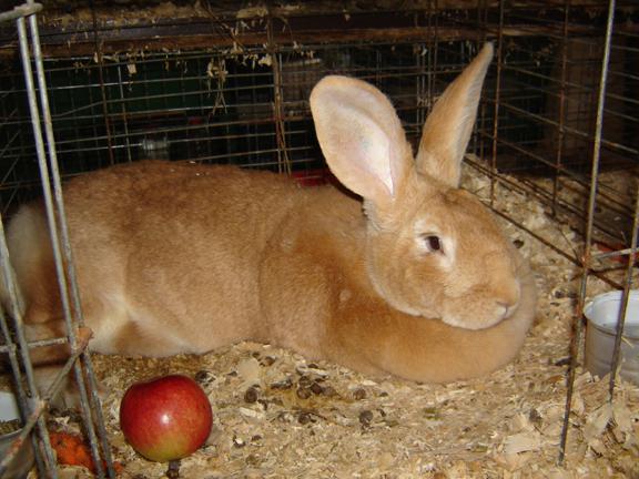 weißer belgischer Riesenkaninchen als zu füttern 