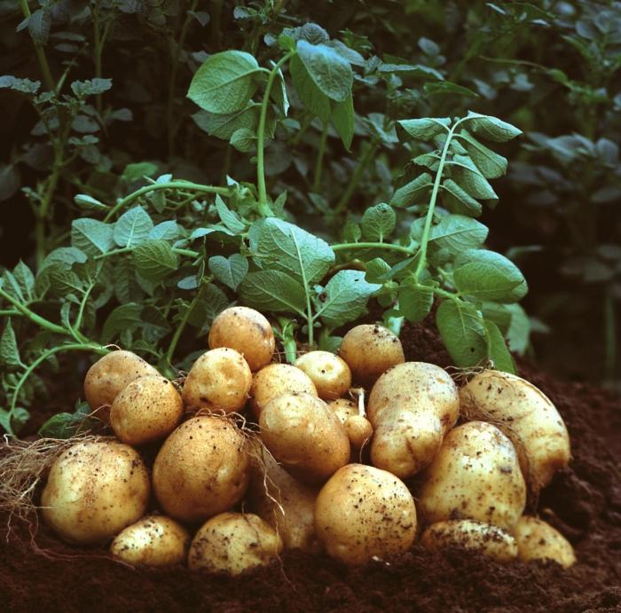 Herbizide für Kartoffeln - das letzte Argument gegen Unkraut