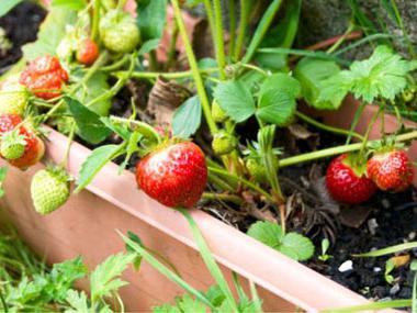 Wie pflanzt man im Herbst eine Erdbeere? Ein paar Tipps