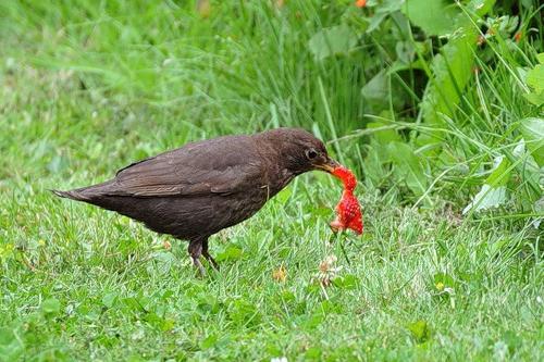 Wie man Erdbeeren vor Vögeln schützt: die besten Wege