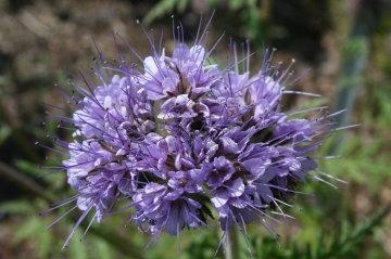 Phacelia