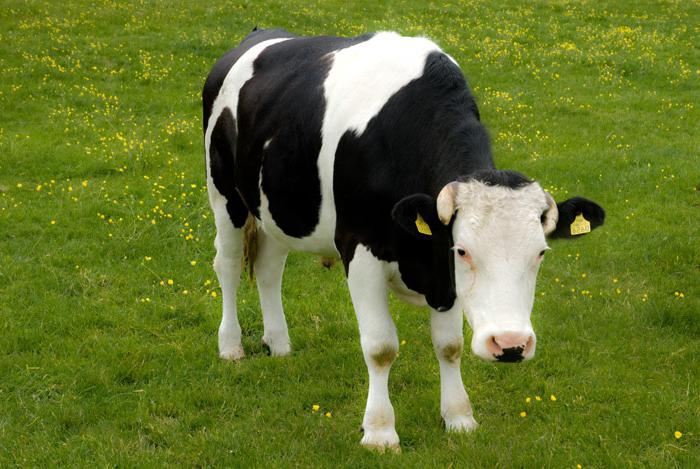 Zucht von schwarzen bunten Kühen 