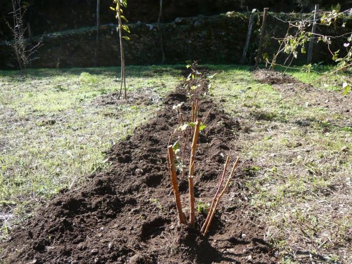 Himbeerbehandlung im Herbst