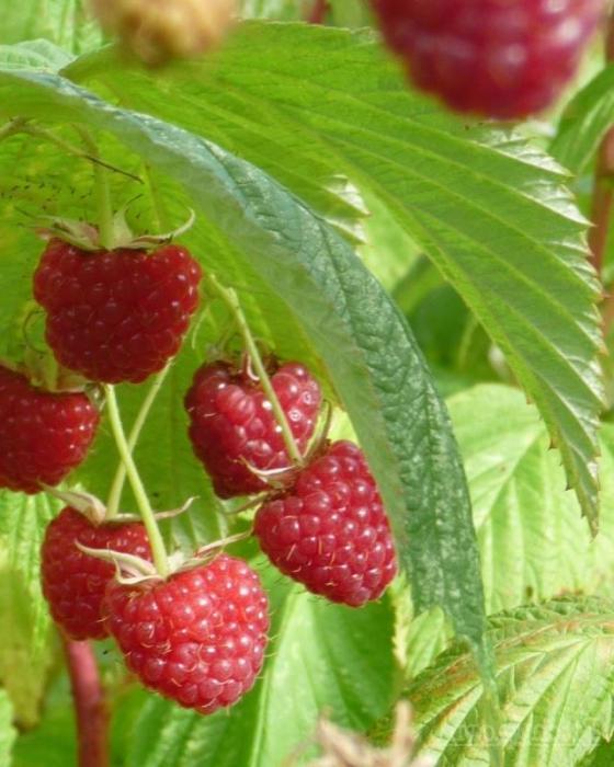 Die Verarbeitung von Himbeeren im Herbst ist Voraussetzung für eine gute Ernte in der Zukunft