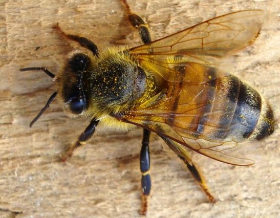 Vorbereitung der Bienen für den Winter