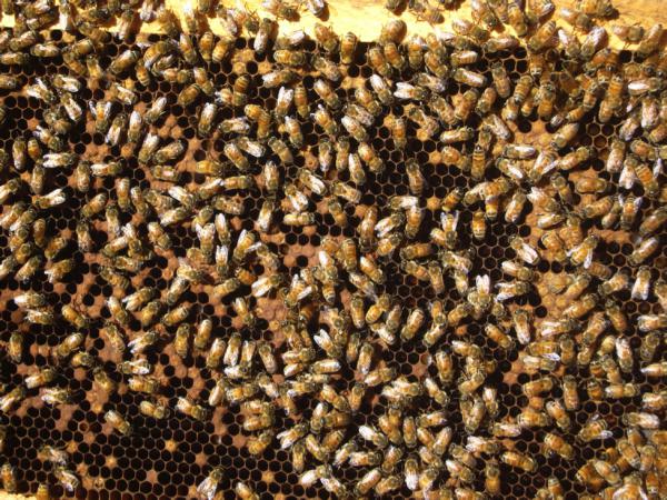 Bienen auf den Winter vorzubereiten ist eine vielseitige Aktivität