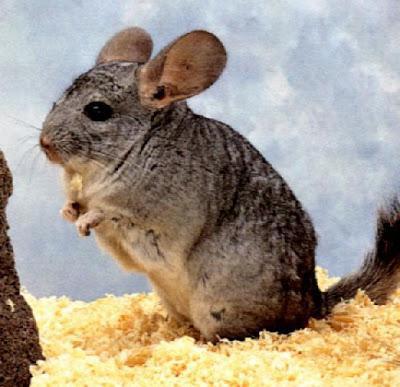 Zucht Chinchillas als Geschäft zu Hause