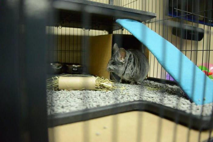 Chinchillas zu Hause als Geschäft