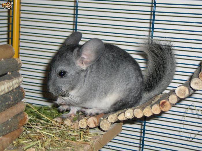  Zucht Chinchillas zu Hause als ein Geschäft, wo man beginnt, wie man erfolgreich ist 