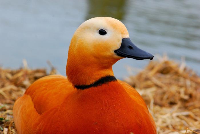 Duck Ogar (rote Ente) Wie sieht es aus? Ente Ogar: Fotos