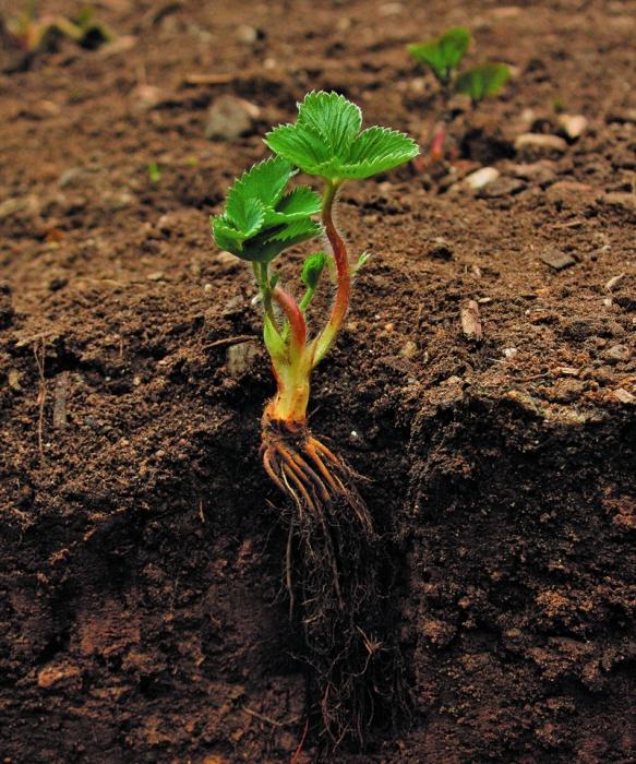 Was ist die Pflege nach Erdbeeren nach der Ernte?