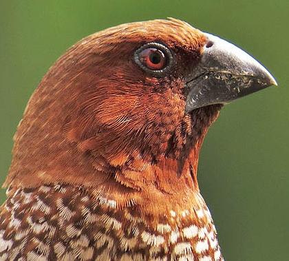 Amadins: Inhalt und Sorgfalt. Ornithologen Rat