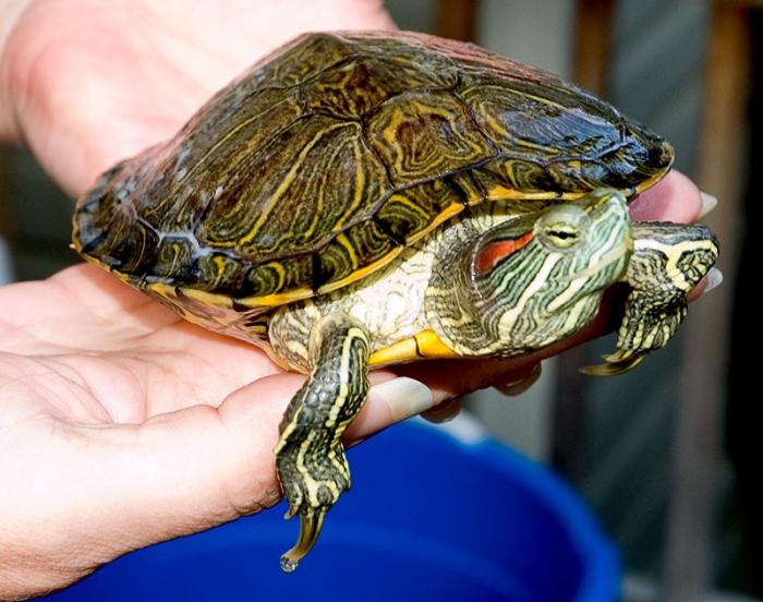 Was soll die Rotbauchschildkröte füttern?