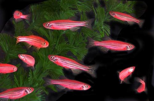 Danio pink - ein wunderbarer Fisch für ein Multi-Spezies-Aquarium