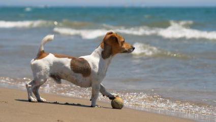 züchten Sie Steckfassung Russel Terrier