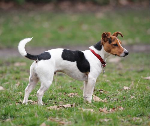 zucht jack russel terrier preis