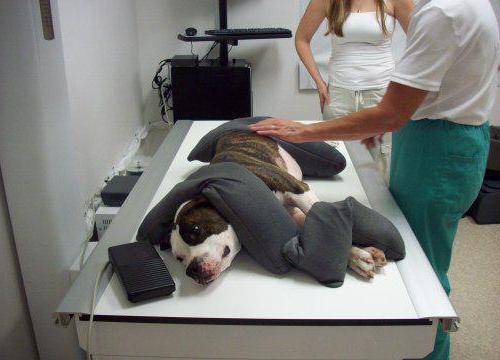 wo man einen Hund röntgen kann