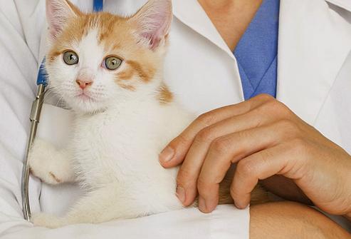 Welche Impfungen macht das Kätzchen und warum?