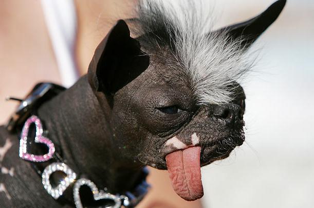  der schrecklichste Hund der Welt Foto