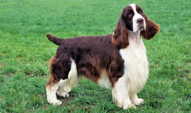 Englisch Springer Spaniel Bilder