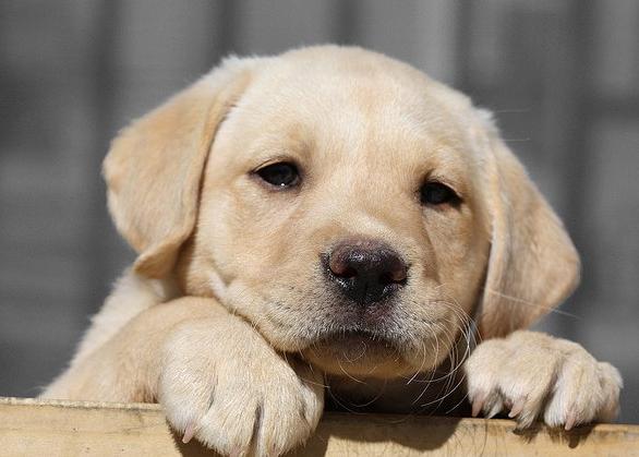 Ein treuer Freund des Labradors: eine Beschreibung der Rasse