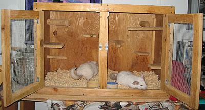 Chinchillas zu Hause