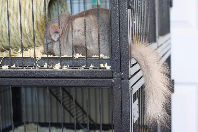 Chinchillas zu Hause. Pflege und Wartung. Reproduktion von Chinchillas zu Hause. Rassen von Chinchillas: Silber und Briten