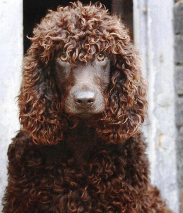 Ein Hund mit langen Ohren ist ein wahrer Freund und ein ausgezeichneter Jäger