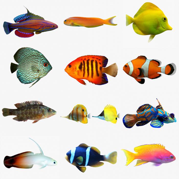 Tabelle der Kompatibilität von Aquarienfischarten