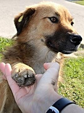 Sterilisation von Hunden für und gegen