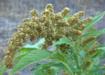 Amaranth: wächst von Samen zu Getreide