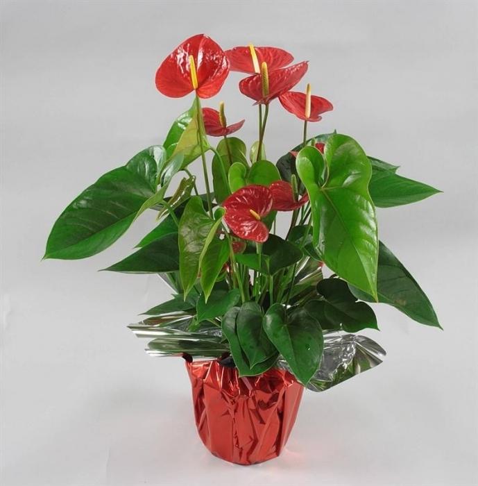 Anthurium rot