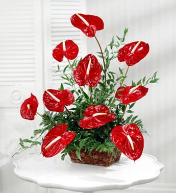 Innen Blumen Anthurium Pflege