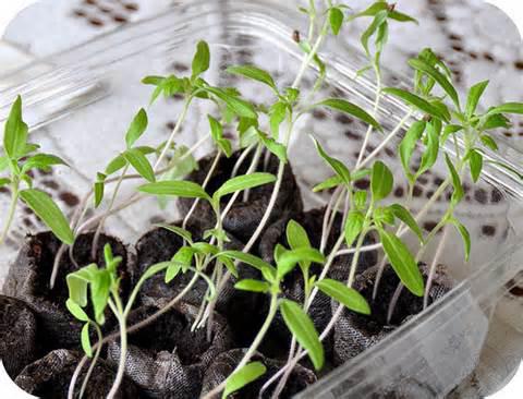 Ein wunder Punkt für Anfänger von Sommerbewohnern: Wie man richtig Tomaten tanzt, um sie nicht zu ruinieren und eine reiche Ernte zu bekommen