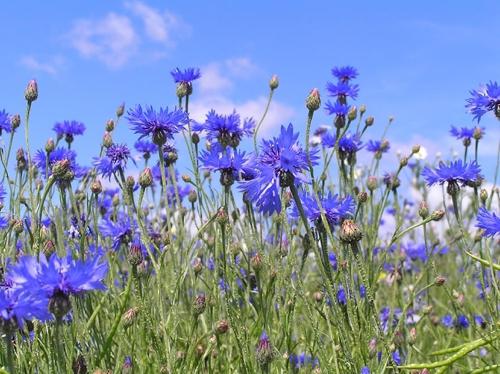 Blumen Kornblumen - schön, nützlich und unprätentiös