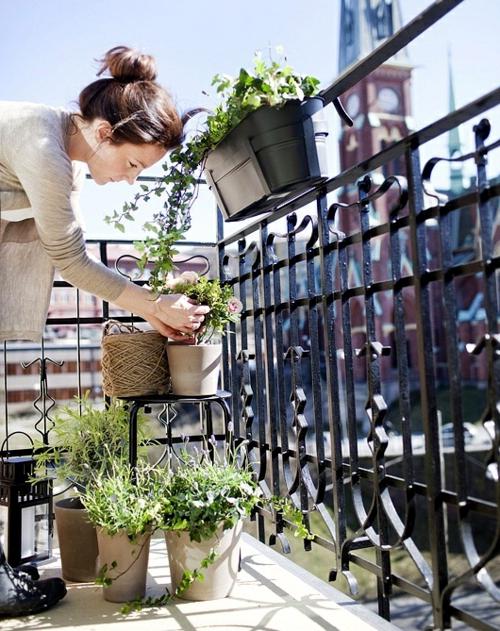 Blumenampel - Name und Foto. Ampelnye Blumen für den Balkon