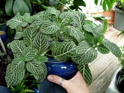 Dekorative Pflanze Fittonia Mix: häusliche Pflege