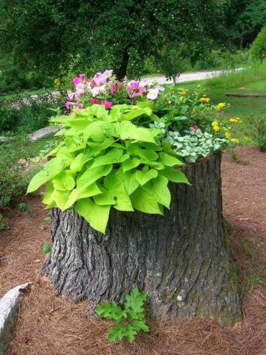 Hölzerne Blumentöpfe, ihre Arten und Rolle in der Dekoration