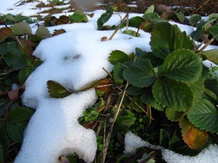 wann man Erdbeeren bedeckt