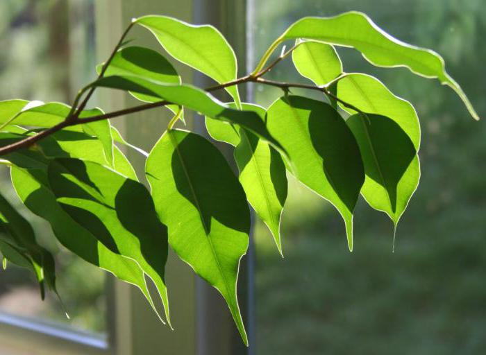 Ficus giftig oder nicht für Kinder