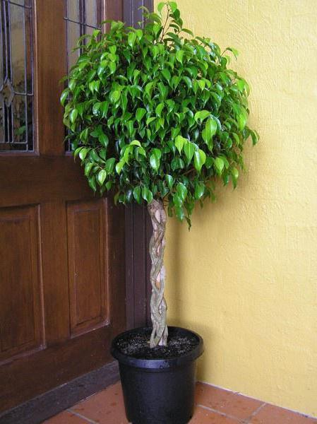 Ficus giftig oder nicht