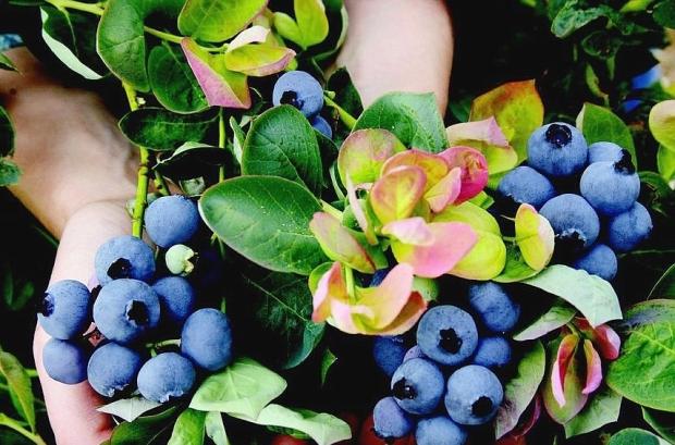 Blaubeeren. Pflanzen und Pflege. Züchte atemberaubende Beeren selbst!