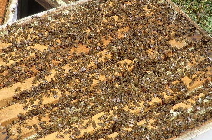 Herstellung von Bienenstöcken