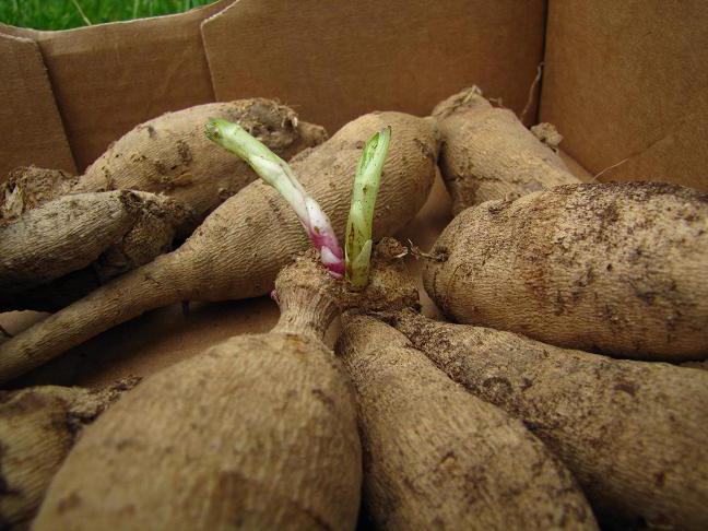 Wie lagern Dahlien in einem Keller? Dahlien: Lagerung von Knollen im Winter