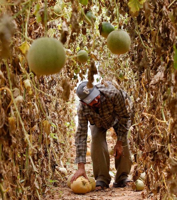 Wie produziert man Melonen?