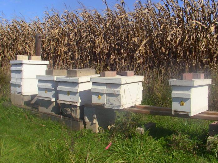 Wie man mit eigenen Händen einen Bienenstock aus Styropor herstellt: die Eigenschaften des Prozesses