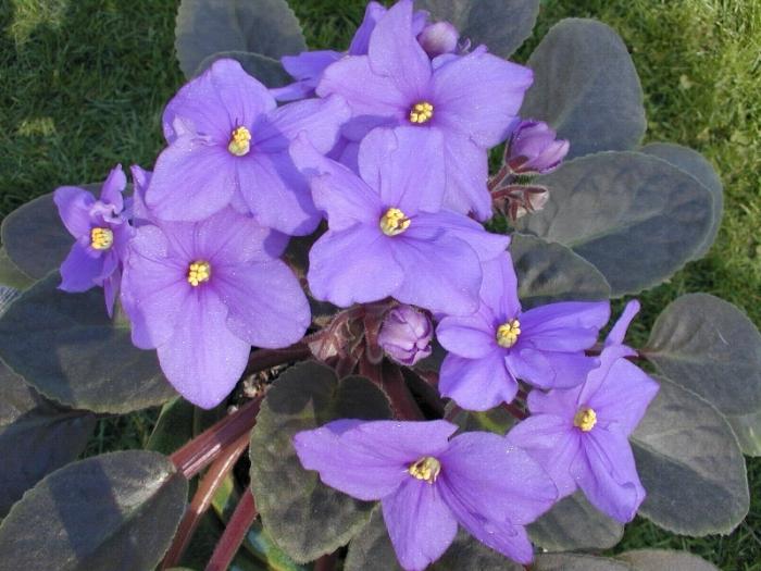 Haus Blumen violett Pflege