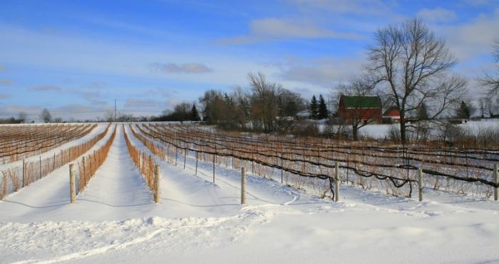 Wie man Trauben für den Winter schließt: die Hauptwege