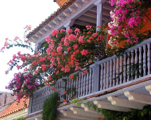 Welche Blumen können zu Hause gepflanzt werden?