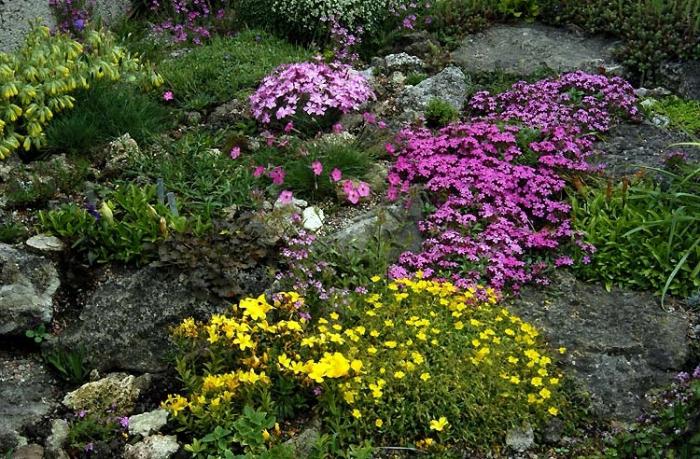 Was ist besser, Blumen für alpine Rutschen zu pflanzen